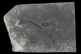 Elrathia Trilobite Fossil - House Range - Utah #138789-1